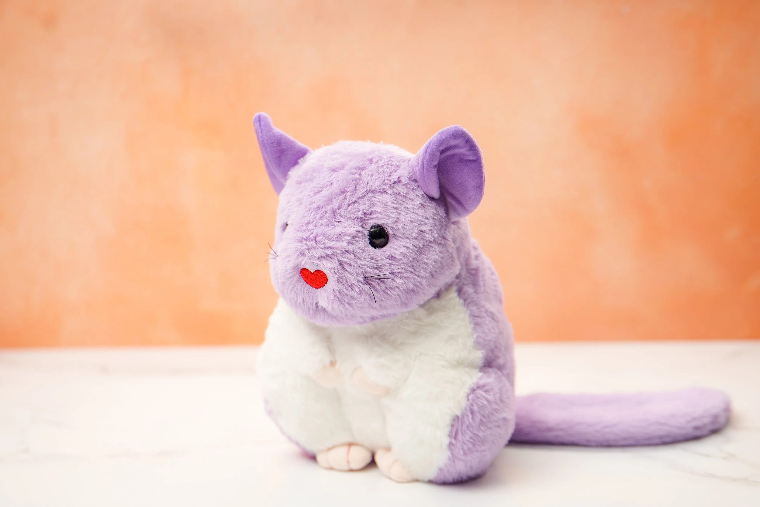 値下！★chinchilla★☆BLUE トップドレッジング 076 Exceptional Blue Diamond Male Chinchilla